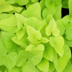 ¿Cómo cocinar y consumir las hojas de batata?