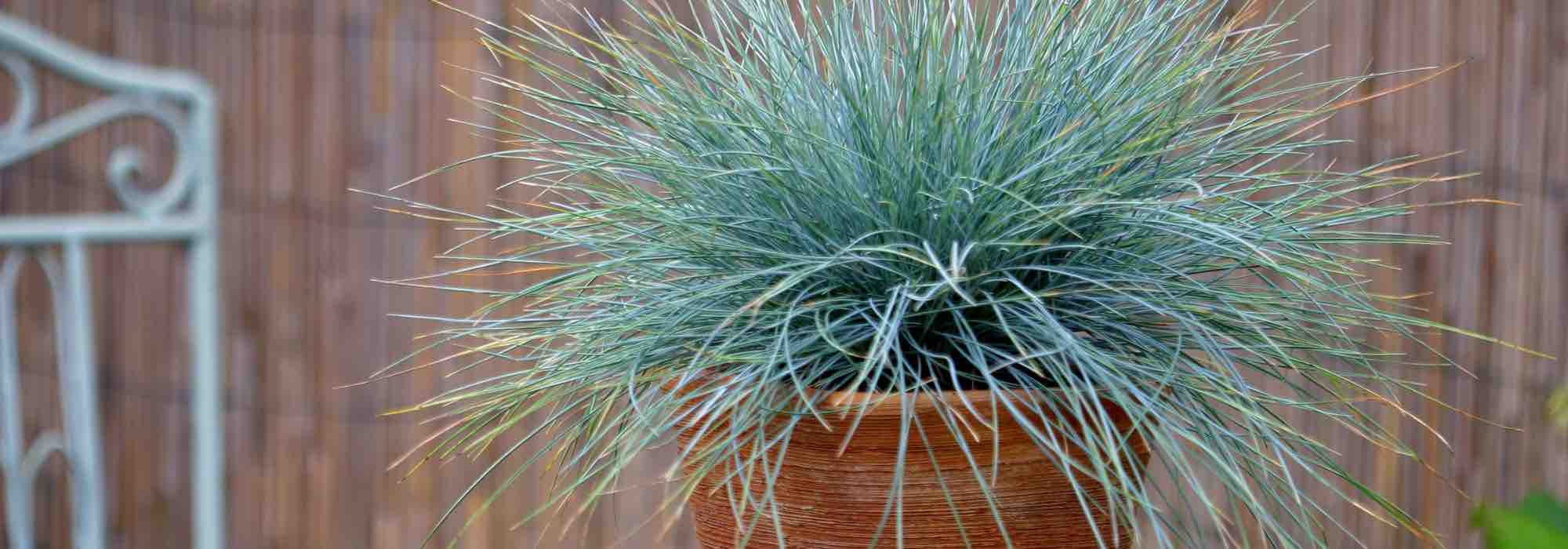 ¿Cómo cultivar una festuca en maceta?