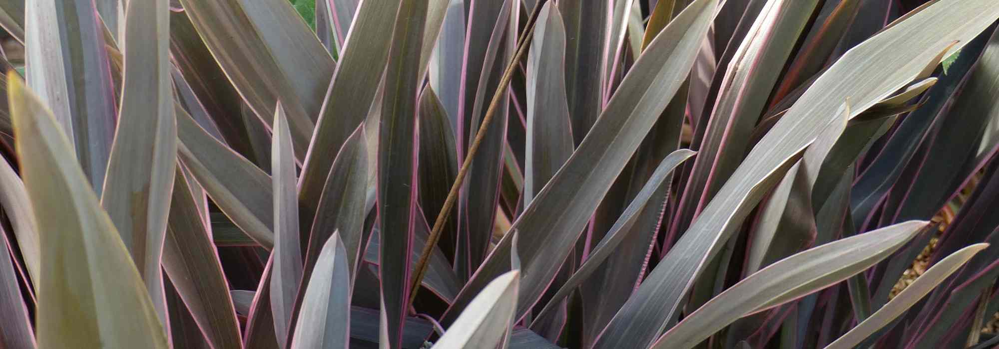 Inspiración en color Cafeto