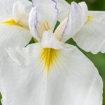 7 iris de agua de flores blancas para iluminar las orillas o los suelos frescos