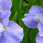 9 hermosos iris de agua con flores azules