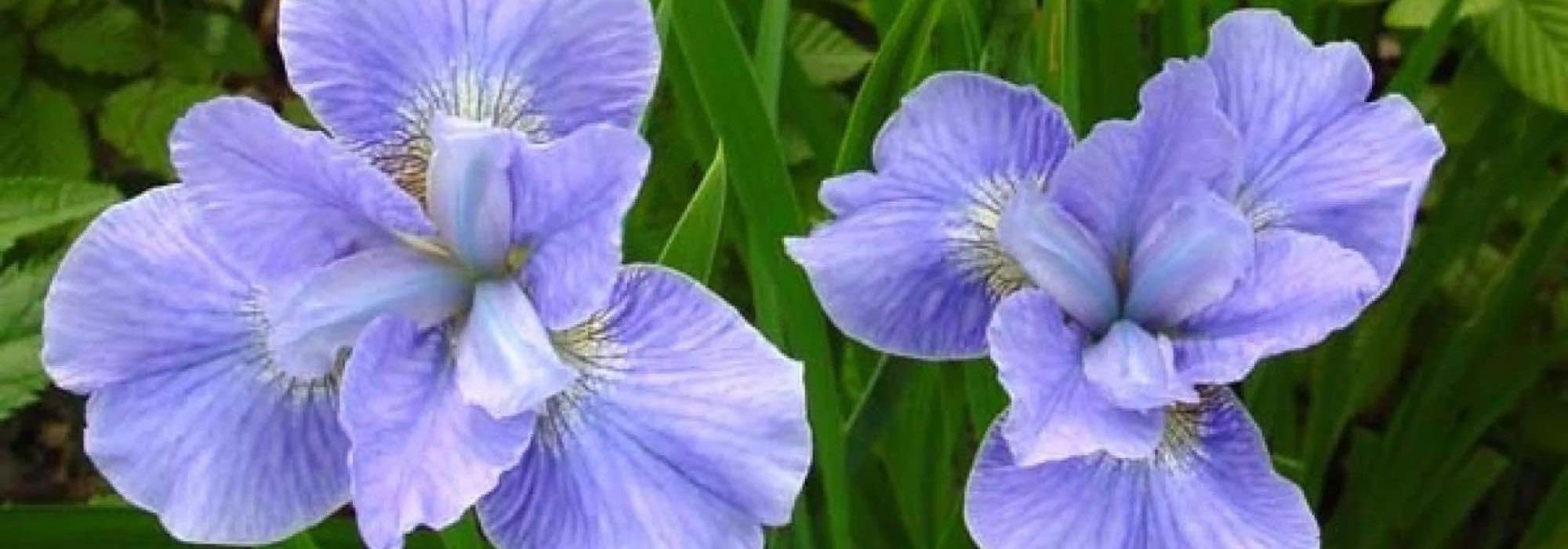 9 hermosos iris de agua con flores azules
