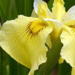 Zonas húmedas: top 5 de iris de agua de flores amarillas