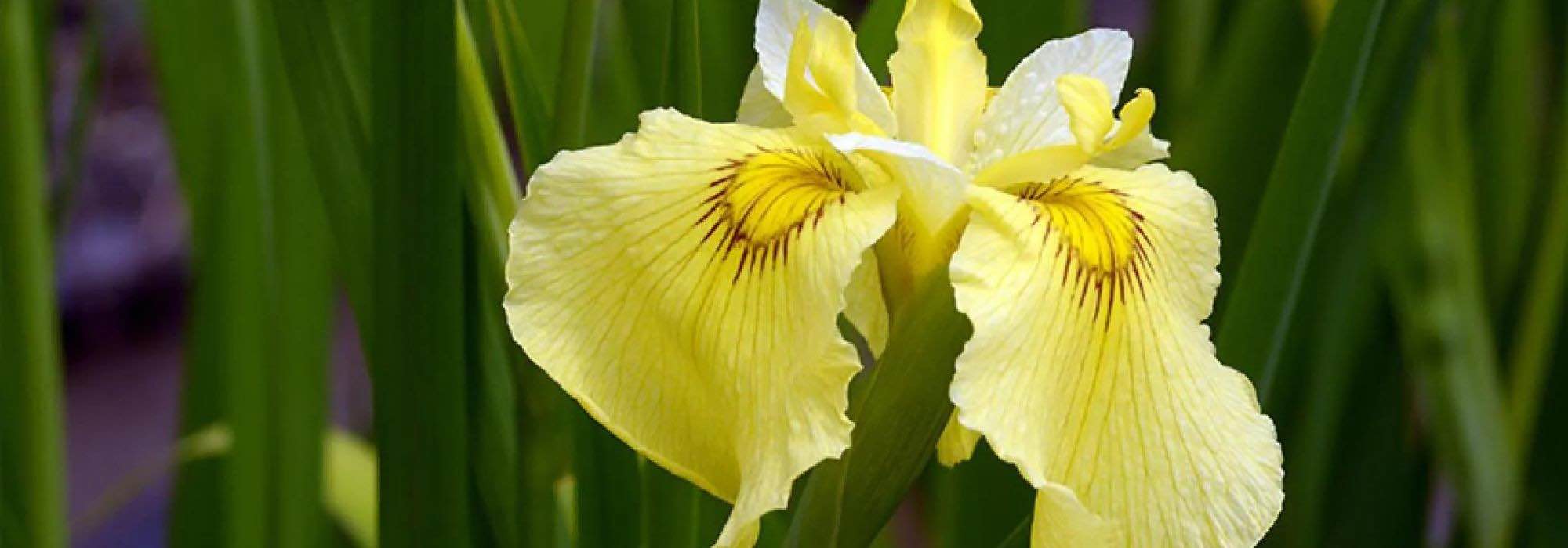 Zonas húmedas: top 5 de iris de agua de flores amarillas