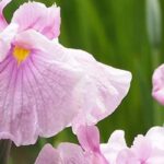 7 lirios de agua de flores rosadas para encantar las zonas húmedas