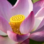 Nuestra selección de nenúfares y lotos enanos para mini-charcas