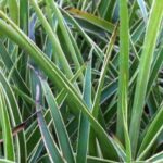 Cultivar una luzula en maceta