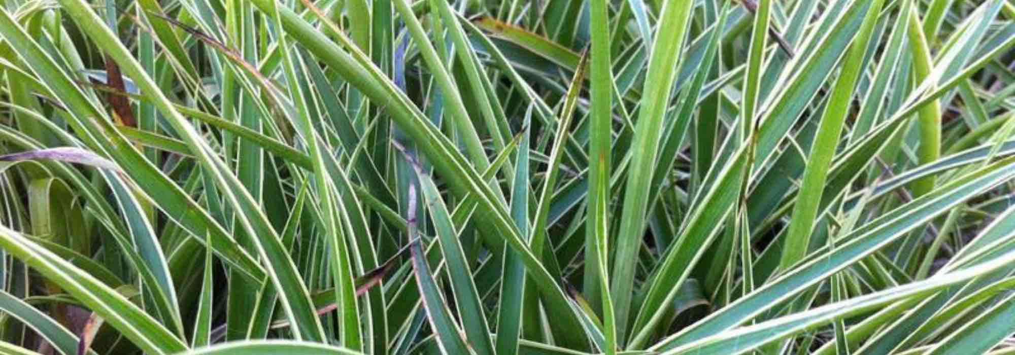Cultivar una luzula en maceta