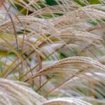 ¿Cómo cultivar un Eulalia en maceta?
