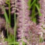 ¿Cómo cultivar un Pennisetum en macetas?