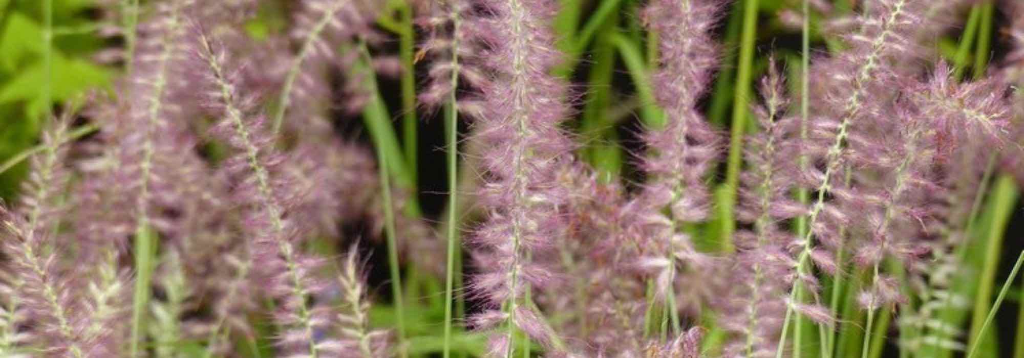 ¿Cómo cultivar un Pennisetum en macetas?