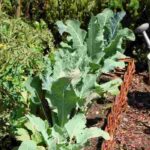 Huerto en la región Este: ¿qué verduras cultivar?