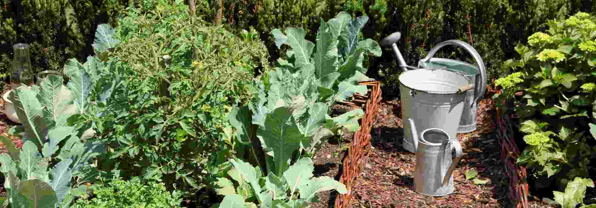 Huerto en la región Este: ¿qué verduras cultivar?