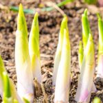 Cómo cocinar y consumir las brotes de hosta?