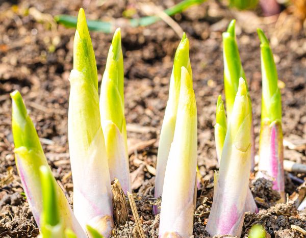 Cómo cocinar y consumir las brotes de hosta?