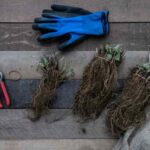 Acabo de recibir mis plantas de raíces desnudas: ¿qué hacer?