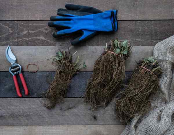 Acabo de recibir mis plantas de raíces desnudas: ¿qué hacer?