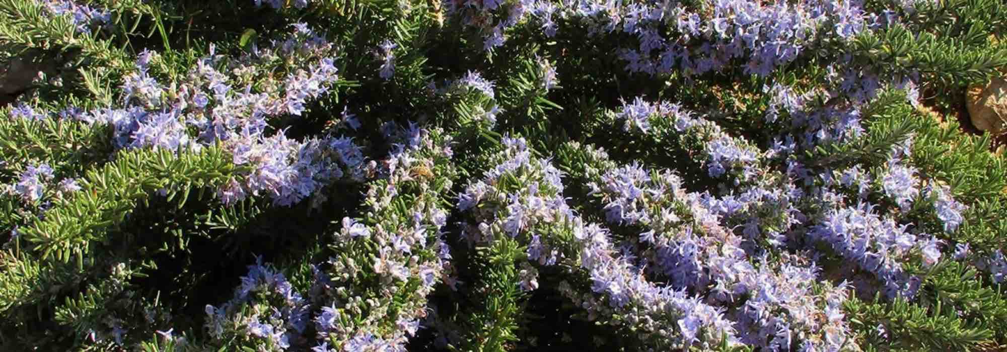 Romero: las mejores variedades para vegetalizar un macollamiento