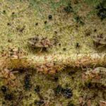 ¿Cómo deshacerse de las plagas de tigres en los árboles y arbustos?