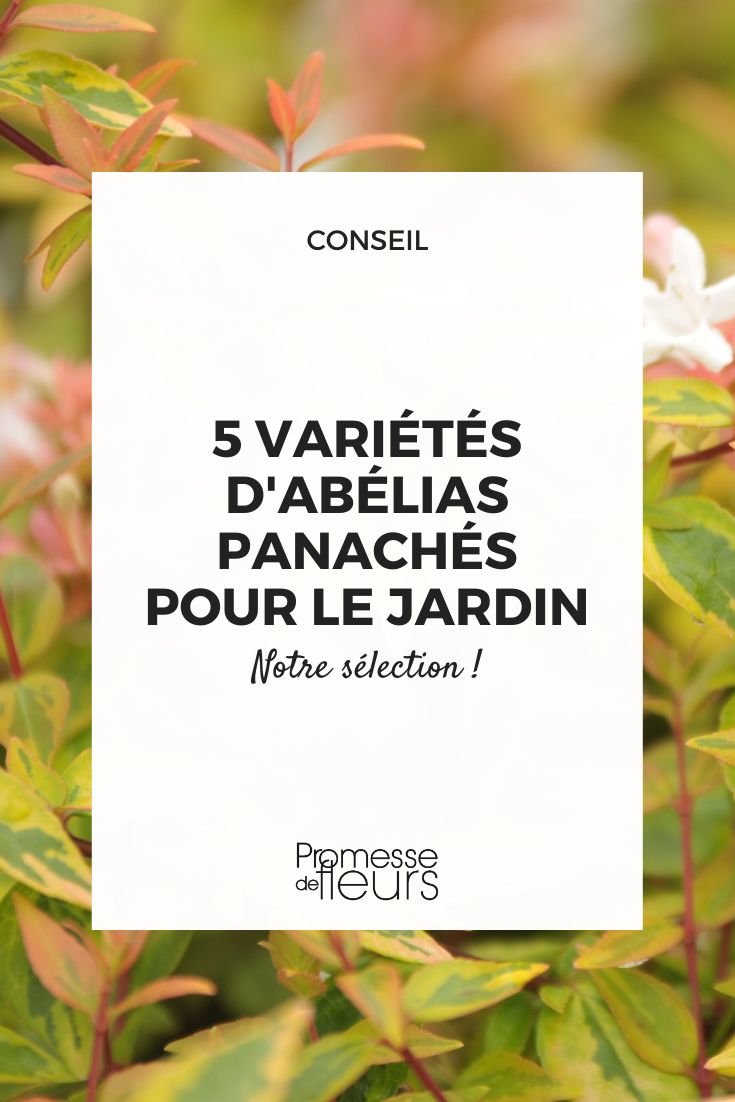 Abelia grandiflora 'Kaléidoscope'