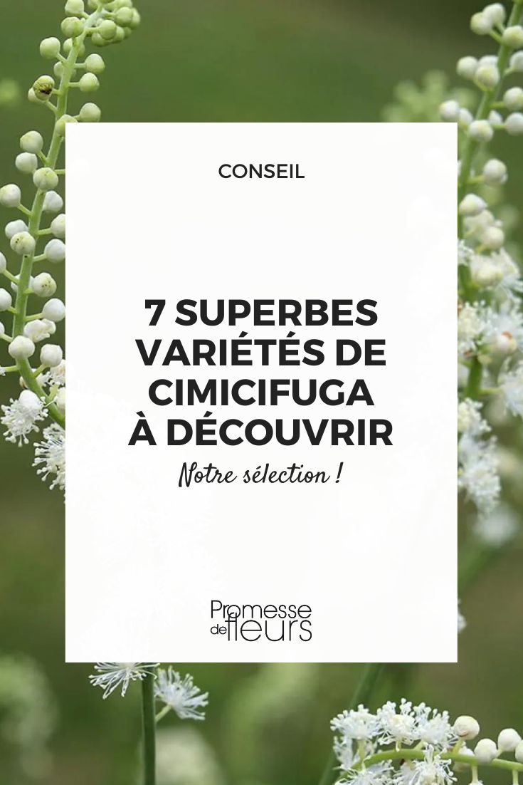 flores de Cimicifuga