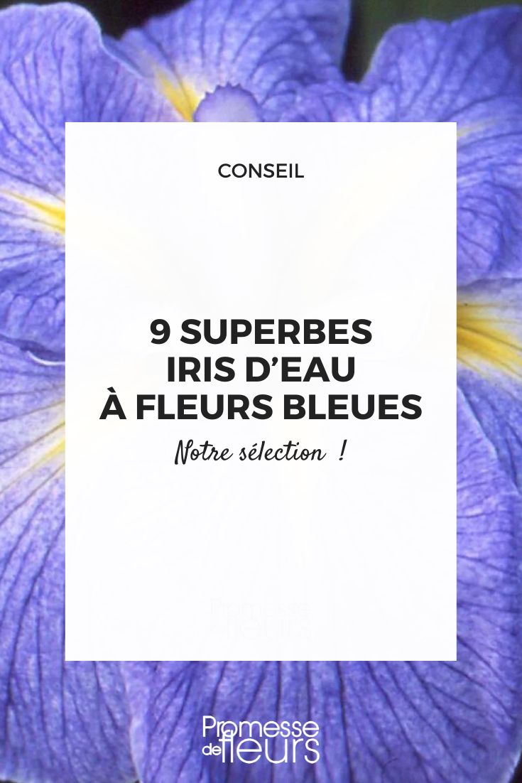 Iris ensata 'Mme Bigot'  

(Traduction directe conservant le nom de la variété en français, comme c'est la pratique courante en horticulture pour les noms de cultivars. Le nom scientifique Iris ensata reste inchangé car il s'agit de la nomenclature botanique internationale.)  

Si vous souhaitez une version hispanisée du nom commun, vous pourriez aussi utiliser:  
Lirio japonés 'Mme Bigot'  

Mais la première version est préférable pour un blog horticole professionnel.
