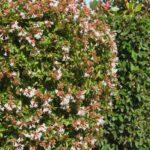 ¿Cómo Podar la Abelia?