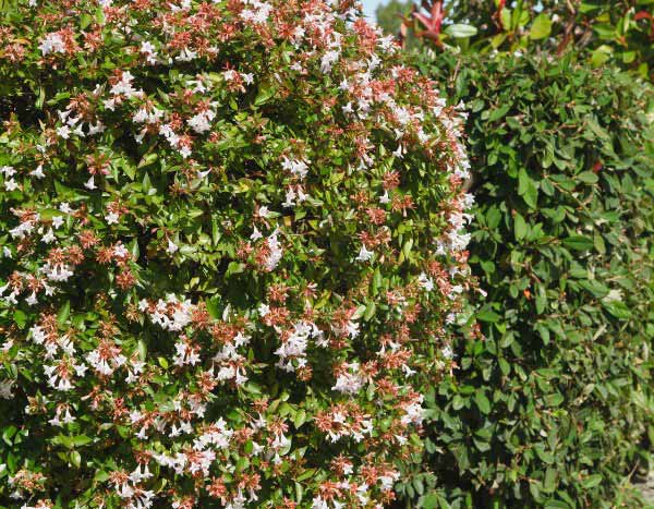 ¿Cómo Podar la Abelia?