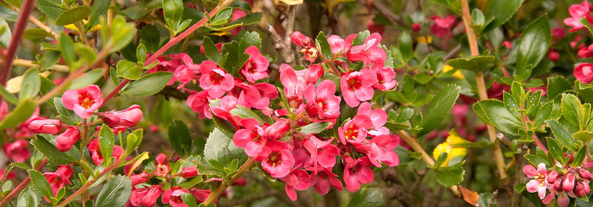 7 ideas para asociar la Escalonia