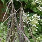 Asociar el pseudopanax