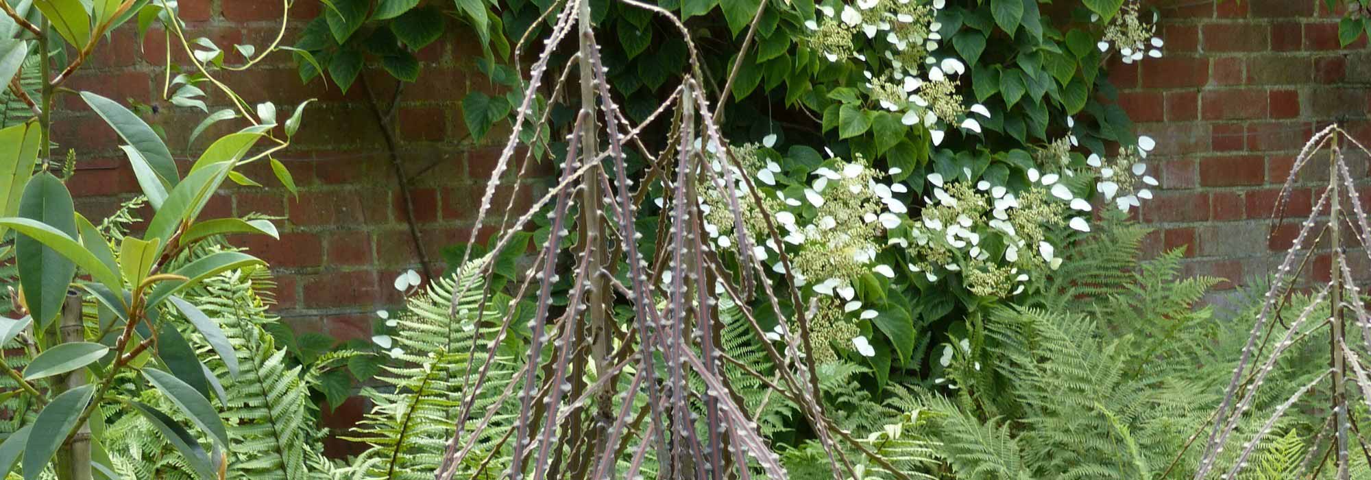 Asociar el pseudopanax