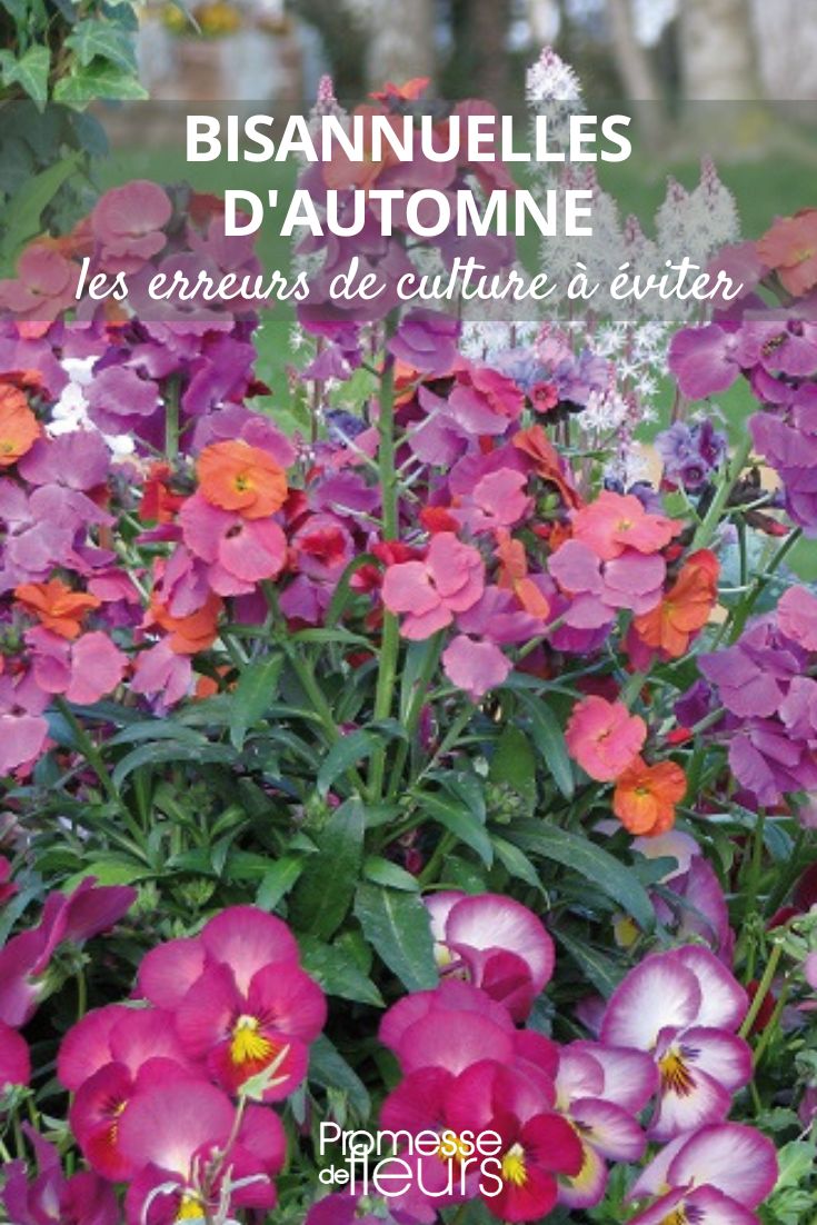 alhelíes y pensamientos