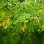 Caragana arborescens, acacia amarillo: plantación, cultivo, cuidados