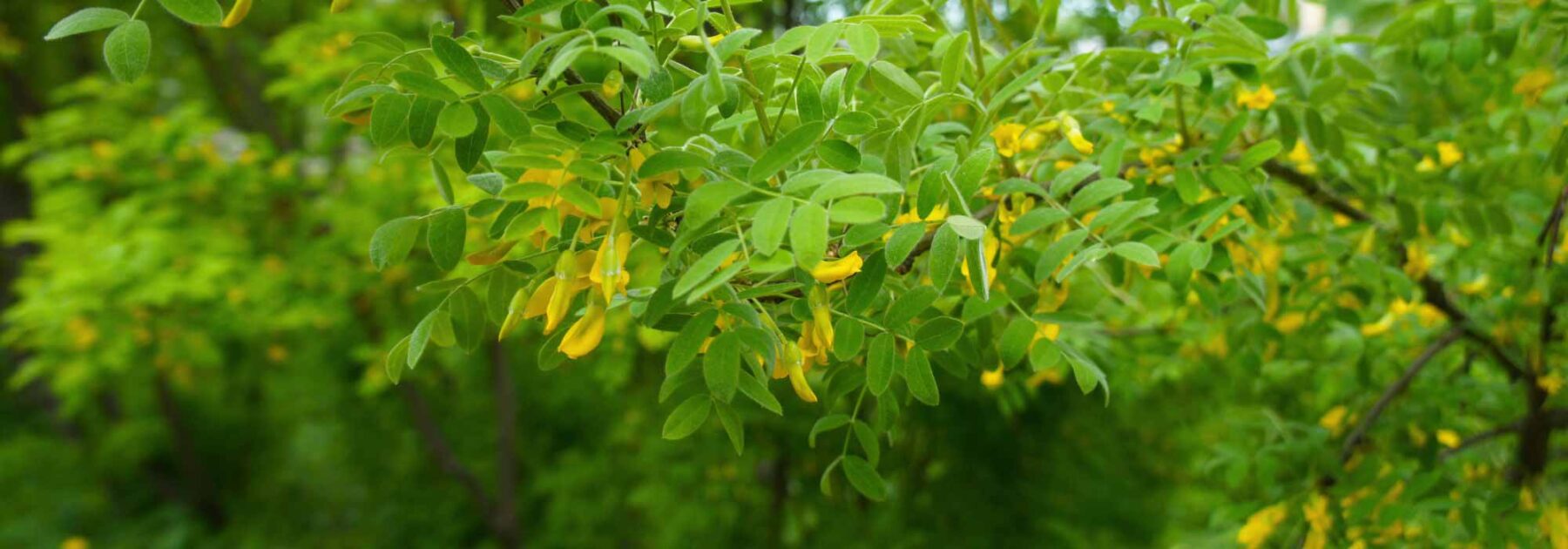 Caragana arborescens, acacia amarillo: plantación, cultivo, cuidados