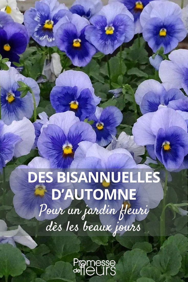 Pensamiento Inspire Metallic Blue Blotch