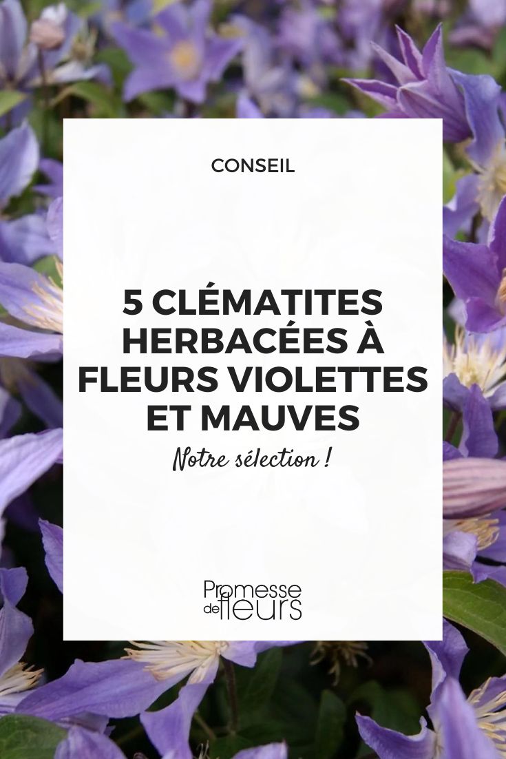 clemátide 'Blue River'