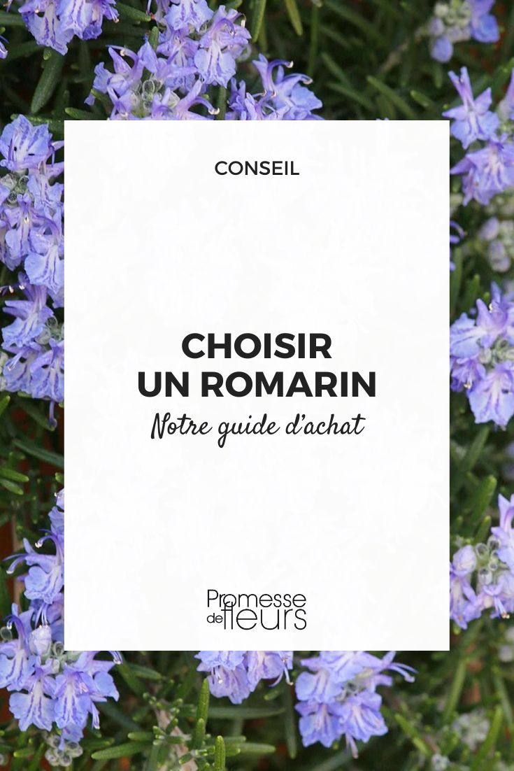 Rosmarinus officinalis 'Corsican Blue'