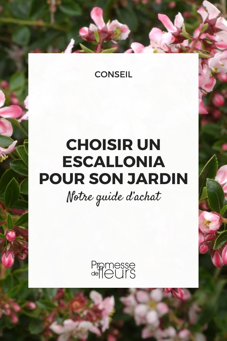 Escallonia Flor de Manzano