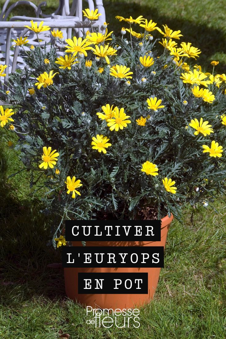 flores de euryops