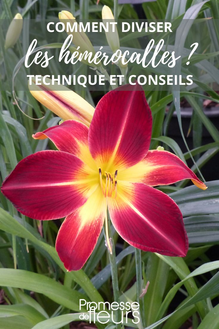 Hemerocallis Ruby Spider