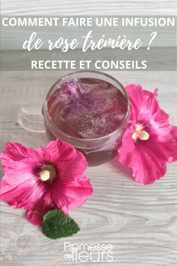 infusión de flores de malva real