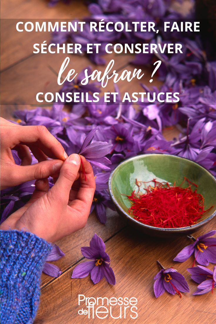 # Cosecha y conservación del azafrán

## Cuándo cosechar el azafrán

El momento ideal para cosechar las flores de azafrán es por la mañana temprano, cuando los capullos aún están cerrados o apenas comienzan a abrirse. Esto permite preservar al máximo la calidad de los estigmas.

## Cómo cosechar

1. Recolecta las flores con cuidado, preferiblemente con las manos
2. Evita dañar los bulbos subterráneos
3. Realiza la cosecha en días secos para facilitar el secado posterior

## Extracción de los estigmas

Una vez recolectadas las flores:
- Abre delicadamente los pétalos
- Extrae los tres estigmas rojos (hebras de azafrán) con pinzas o los dedos
- Descarta el resto de la flor

## Secado del azafrán

El proceso de secado es crucial para la conservación:
1. Coloca los estigmas sobre papel absorbente
2. Seca a temperatura ambiente (20-30°C) en lugar seco y ventilado
3. También puedes usar deshidratador a baja temperatura (máx. 35°C)
4. El proceso dura aproximadamente 1 semana

## Conservación

Para mantener la calidad del azafrán:
- Guárdalo en frascos de vidrio herméticos
- Almacena en lugar fresco, seco y oscuro
- Evita la exposición a la luz solar directa
- Consume preferiblemente dentro de los 2 años

## Consejos adicionales

- 150 flores producen aproximadamente 1g de azafrán seco
- El azafrán mejora con el tiempo (hasta 2 años) si se conserva adecuadamente
- Para liberar todo su aroma, tosta ligeramente los estigmas antes de usarlos