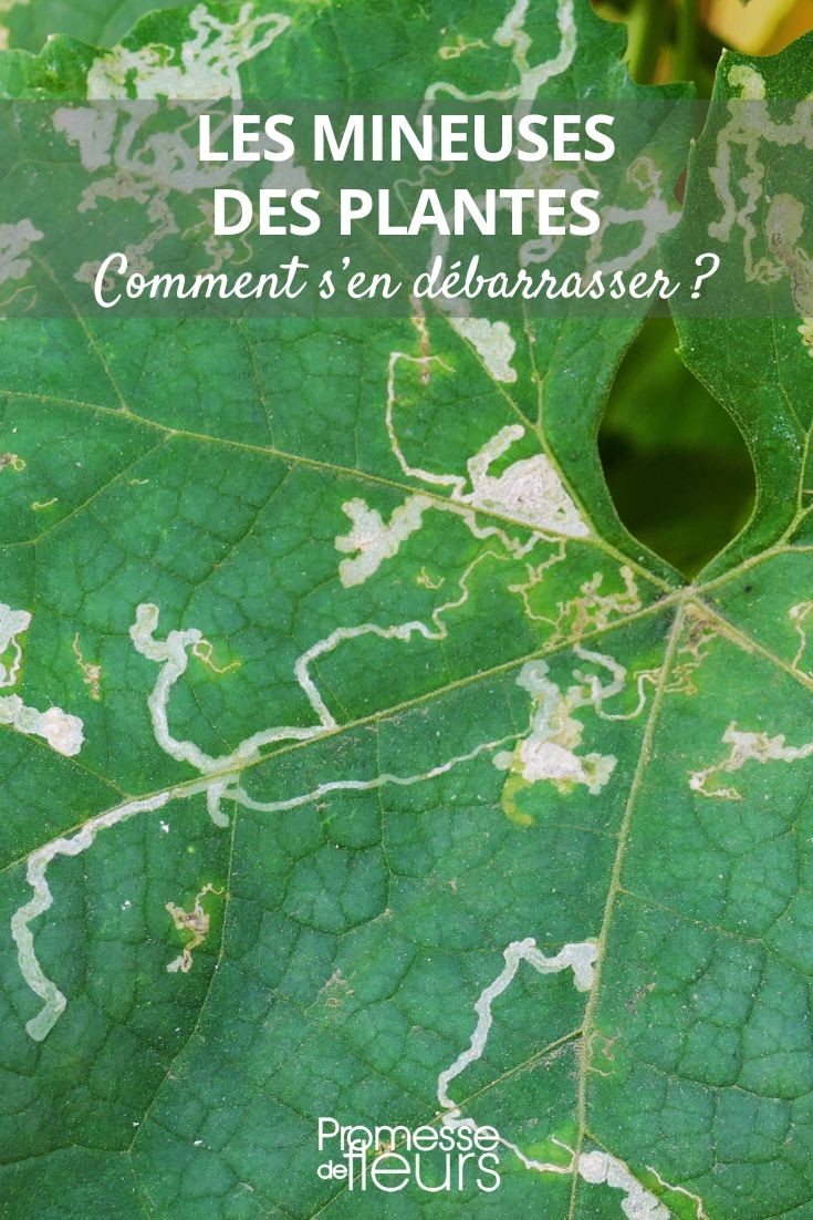 minadora, consejos y tratamientos