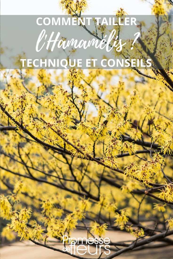 tamaño del hamamelis