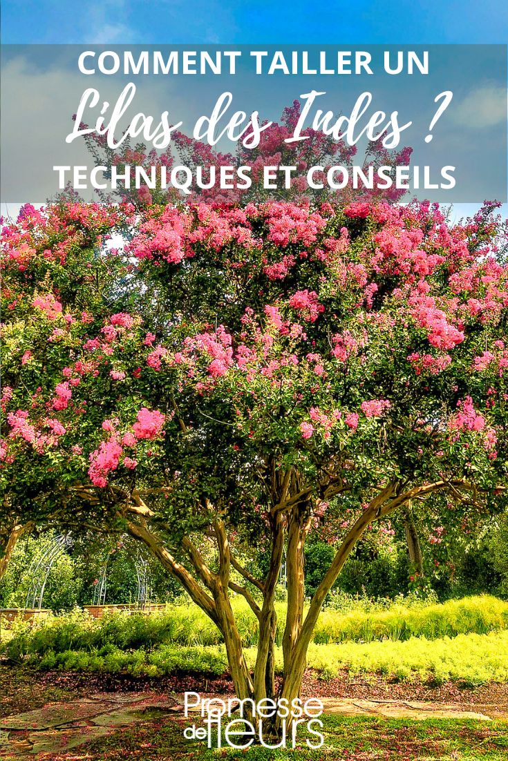 consejos de poda para Lagerstroemia