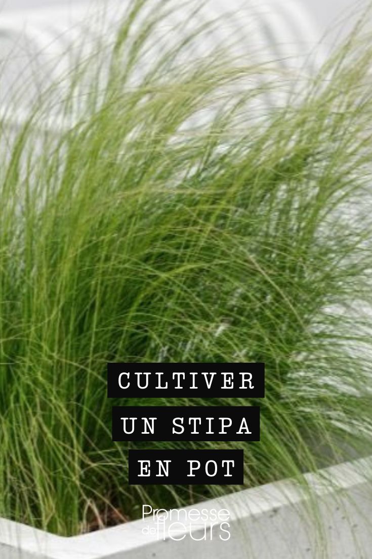 consejos para cultivar con éxito el stipa en maceta
