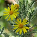 ¿Cómo cultivar el Euryops en maceta?