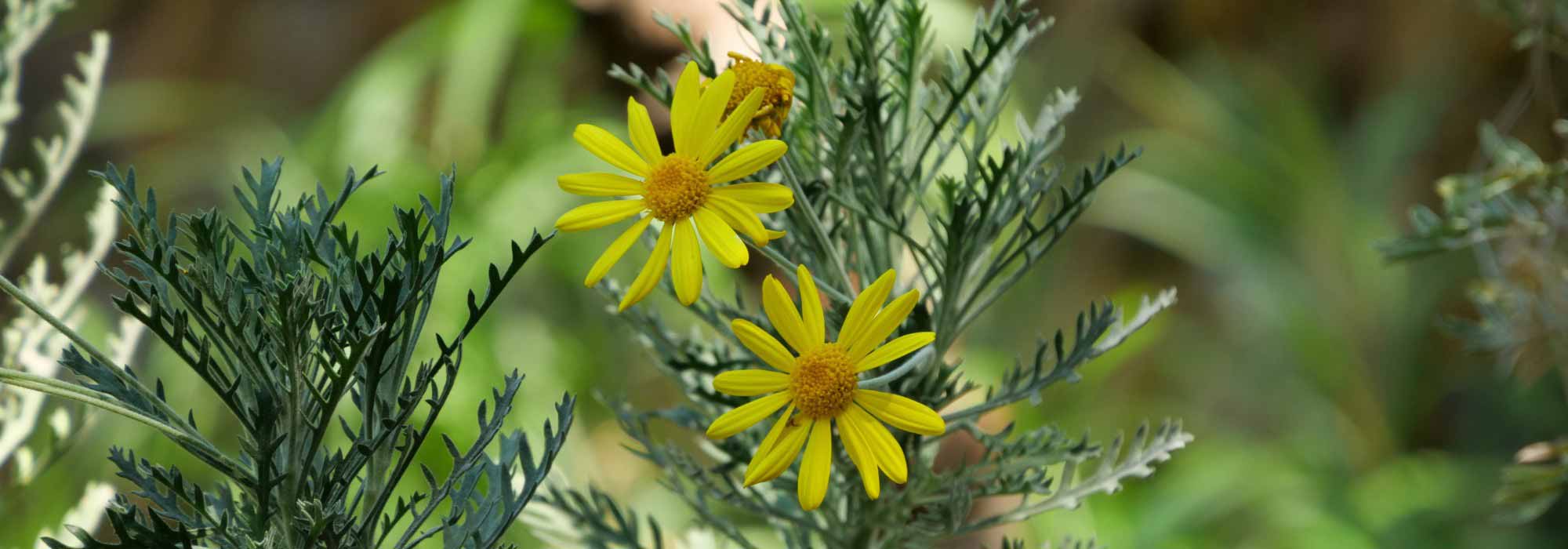 ¿Cómo cultivar el Euryops en maceta?