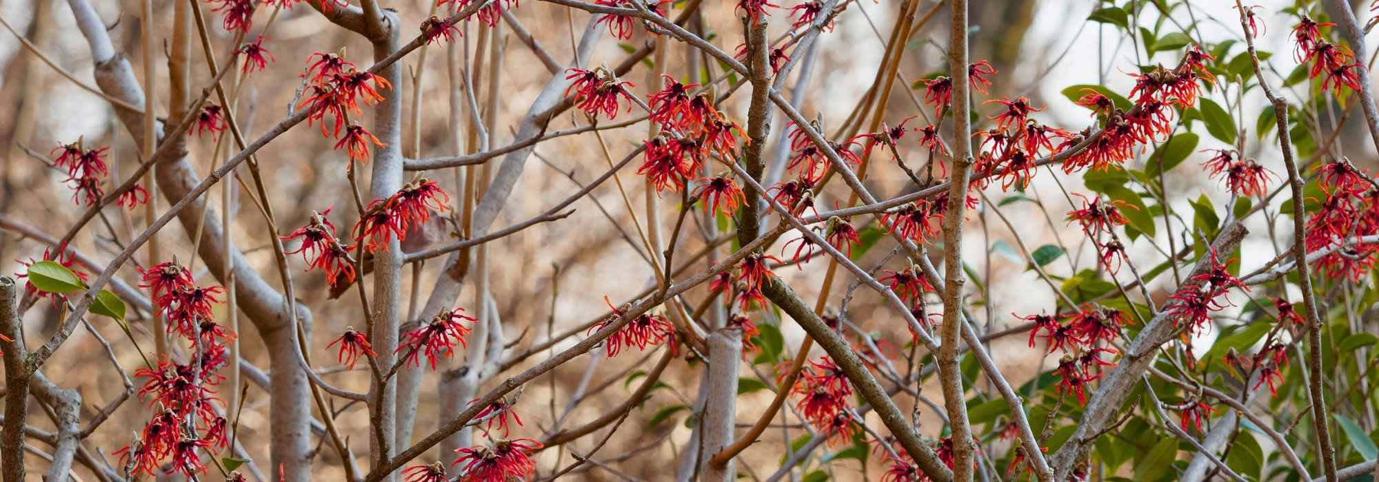 4 Avellano mágico de flores rojas para un jardín Flamboyán en invierno
