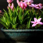 El Kusamono: composiciones vegetales procedentes de Japón